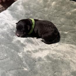Mint chocolate chip - Black male Whoodle puppy in Gladewater, Texas from Kalin’s K9s