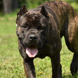 Ember - Cane Corso
