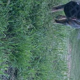 Australian Cattle Dogs from Outwest Cattle Dogs