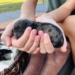 Frederick.AKC.PRA-clear.3800 - Dapple male Dachshund puppy in Dover, Oklahoma from Freckles and Furballs