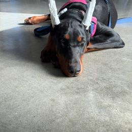 Doberman Pinscher puppies from Eminent Dobermans