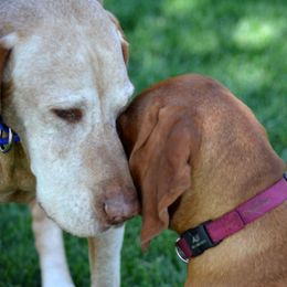 Vizslas from Wasatch Mountain Vizslas