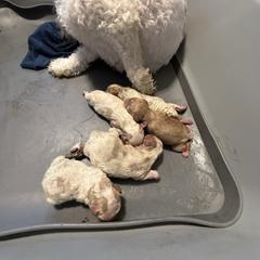 Cavachon puppies from Caraid Cavachons