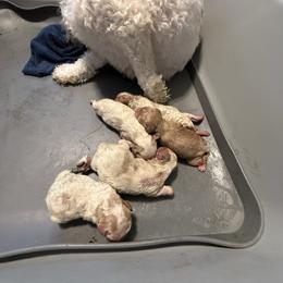Cavachon puppies from Caraid Cavachons