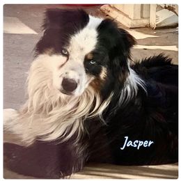 Jasper - Australian Shepherd