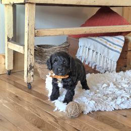 F1B Meet Licorice :) - Black and white male Cavapoo puppy in Centerville, Iowa from Barnyard Dachshunds, Dals & Doodles