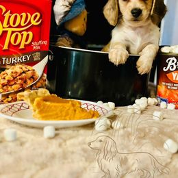 Dixie - Piebald female Dachshund puppy in Wichita Falls, Texas from Long Dogs in The Falls