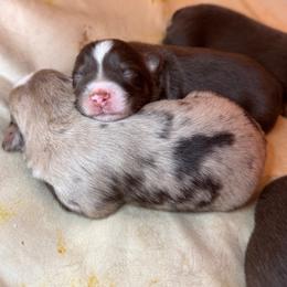 Puppy 1 - Red tri female Miniature Australian Shepherd puppy in Massapequa, New York from All That Auss Mini Aussies