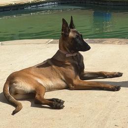 Toast - Fawn female Belgian Malinois puppy in Dallas, Texas from Kaizen Ruach Malinois