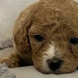 Cavapoos from Pizazz Puppies