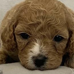 Cavapoos from Pizazz Puppies