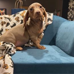 Slate - Fawn (isabella) and tan male Dachshund puppy in Hudson, Michigan from Mittentail Kennel Miniature Dachshunds & Australian Shepherds