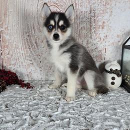 Duke - Gray and white male Pomsky puppy in Atwood, Illinois from Peace Road Puppies