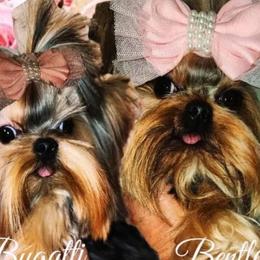 Yorkshire Terriers from Reese's Angelface Yorkies