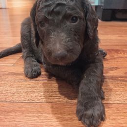 Goldendoodle Puppies from Lady Doodle Farm