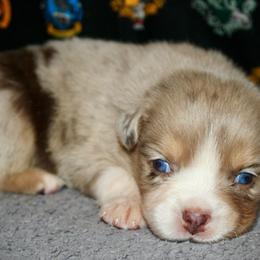 Peach - Red merle female Australian Shepherd puppy in El Dorado Springs, Missouri from HP Aussie Kennels