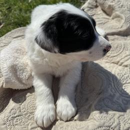 Sporty Mix Puppies from Seay's Sporty Mixes