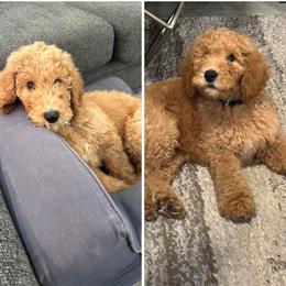 Goldendoodle and Poodle Puppies from Florida Coast Golden Doodles