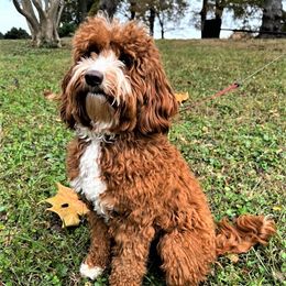 Keira - Australian Labradoodle