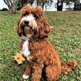 Keira - Australian Labradoodle