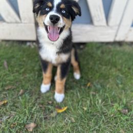 Miniature Australian Shepherd Puppies from Dusty Dogs Miniature Australian Shepherds