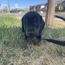 Dachshund Puppies from ozge Nill