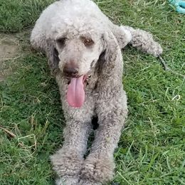 Goldendoodles and Poodles from Pawsome Poodles and Doodles