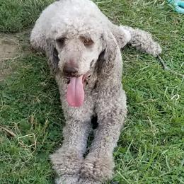 Goldendoodles and Poodles from Pawsome Poodles and Doodles