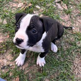 Half Stache - Black brindle female American Staffordshire Terrier puppy in Lizella, Georgia from Àine Amstaffs