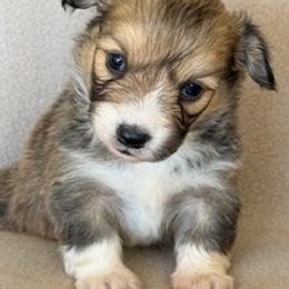 Sam - Sable male Pembroke Welsh Corgi puppy in Huntington Beach, California from Gingerbread