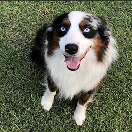 Bandit - Miniature Australian Shepherd