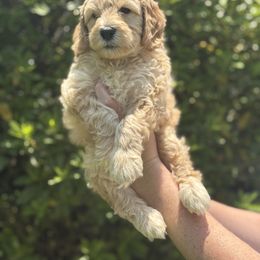 Goldendoodle Puppies from Sweet Doodles of Alabama