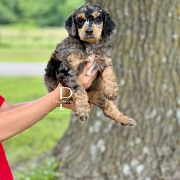 Australian Labradoodle and Bernedoodle Puppies from The Poodle Co. Raising Doodles & Poodles