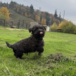 Black Collar - Brindle male Cairn Terrier puppy in Longview, Washington from Northwest Cairn Terriers