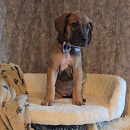 Lock - Fawn female Great Dane puppy in Caldwell, Idaho from Miner's Dynamic Danes