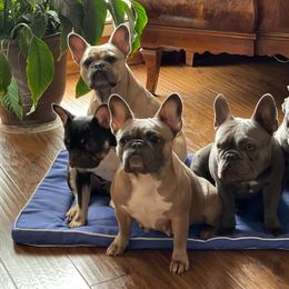 French Bulldog All Grown Up from Porchant French Bulldogs