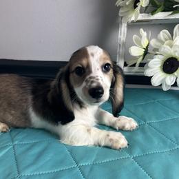 Magnum - Piebald male Dachshund puppy in Gilbertsville, Kentucky from DeLaunes Dachshunds
