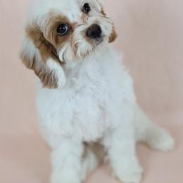 Martha Washington - Blenheim female Cavapoo puppy in Pleasant Grove, Utah from Canterbury Canines