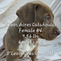FEMALE - 4 - Red female Catahoula Leopard Dog puppy in Perry, Florida from O'Leos' Acres Catahoulas