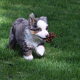 Boy 2 - male Miniature American Shepherd puppy in Elgin, Oregon from LongMile Aussies