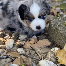 Miniature Australian Shepherd and Toy Australian Shepherd Puppies from Rye Hill Aussies