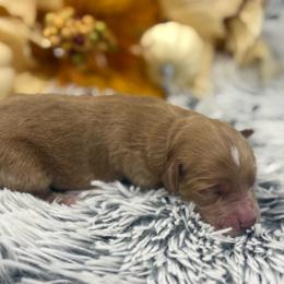 Boy 1 - Red  male Goldendoodle puppy in Ambrose, Georgia from Brandilyn's Aussies