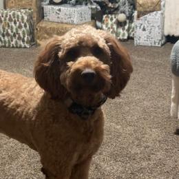 Goldendoodles from JK Royal Lines