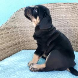 Cane Corso Puppies from Willow’s Meadow