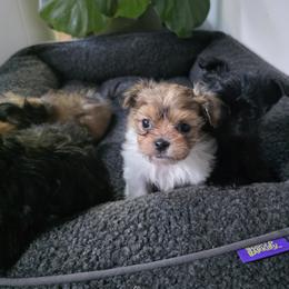 Mi-Ki Puppies from Moonstone miki's