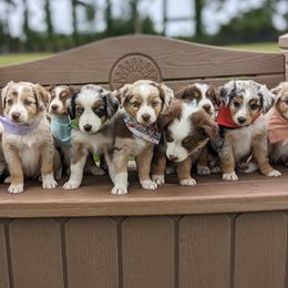 Australian Shepherd Puppies from Hickory Pines farm