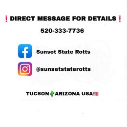 Rottweiler Puppies from Sunset State Rotts