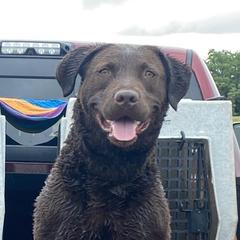 Echo - Chesapeake Bay Retriever