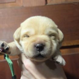 Green Male - Yellow male Labrador Retriever puppy in Andrews, South Carolina from Leyland Cypress Retrievers