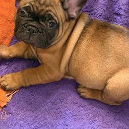 Rico - Fawn male French Bulldog puppy in Billings, Montana from Sugarloaf French bulldogs and Australian cattle dogs